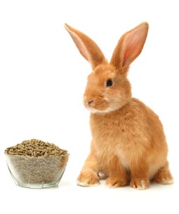 Forrajeria del Pilar. Molinos Metrive